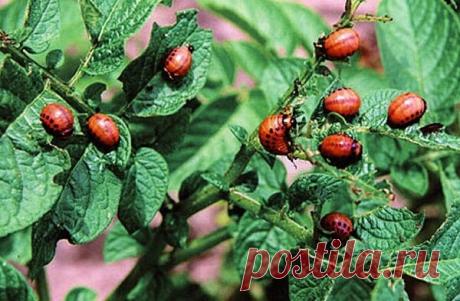 Старый и проверенный мною способ, который избавил картошку от колорадского жука | Мой сад и огород | Яндекс Дзен