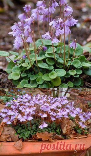 Сольданелла | Для дачников.ру