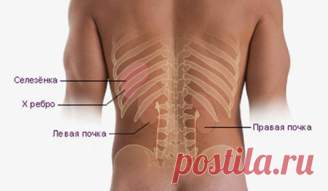 Плохо работают почки. Как питаться?