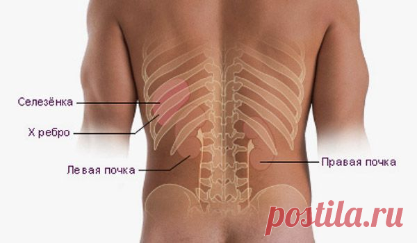 Плохо работают почки. Как питаться?