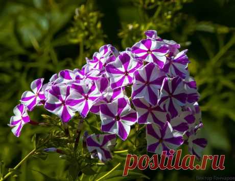 Флоксы-звёздочки 💥💜 📸 Виктор Гончаров 👁