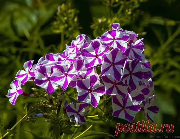 Флоксы-звёздочки 💥💜 📸 Виктор Гончаров 👁