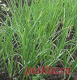 Советы огородникам