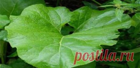 ЦЕЛЕБНЫЙ СБОР ИЗ КОРНЕЙ СОРНЯКОВ