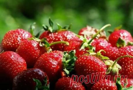 Подкормка клубники
Клубнику подкармливают три раза в год.
1) Ранней весной после обрезки листьев клубнику подкармливают комплексным минеральным удобрением (нитроаммофоской - 1 ст. л. на 10 л воды) или органическим удобрением (настой коровяка, разведенного водой 1:10, или куриного помета - 1:12). Клубнику удобряют под корень, используя 0,5 л раствора под каждый куст.
2) В период бутонизации и созревания плодов клубнике больше требуется калия, поэтому для подкормки можно использовать калийную с