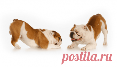 Мясо для собак купить с доставкой Москва и МО