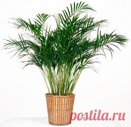 Хамедорея изящная (элеганс)