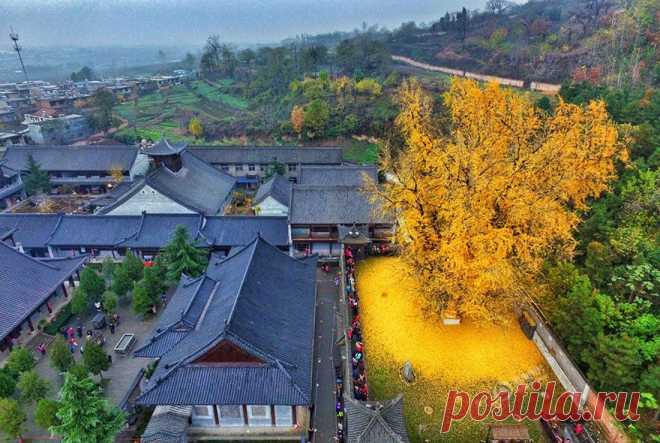 Осень никуда не ушла она прячется в китайском храме