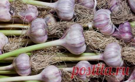 Как правильно сохранить чеснок в квартире до будущей весны