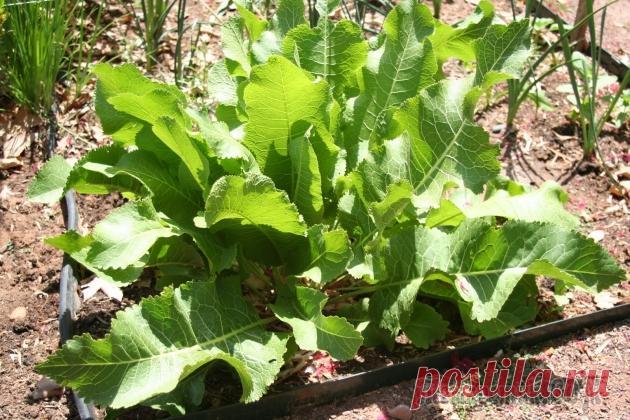 Выращивание хрена, технология посадки и ухода