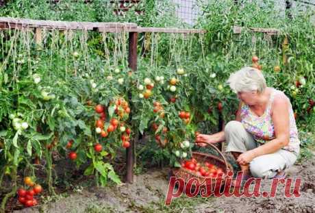 Хотите получать по два ведра томатов с куста? Мои секреты! Люблю высокорослые сорта томатов. Я сажаю по 2 растения, выравнивая верхушки, соединив стебли вместе. Они друга поддерживают. Сажаю в траншейки, что бы полив достиг не на 3 см, а пролить глубиной 30 — 35 см. Тогда корневая система будет...