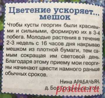 ЦВЕТЫ.
   ГЕОРГИНЫ - ЧТОБЫ ЛУЧШЕ ЦВЕЛИ.