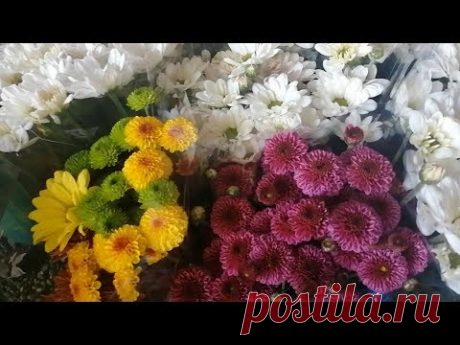 Хризантема/ Вредители /Обработка