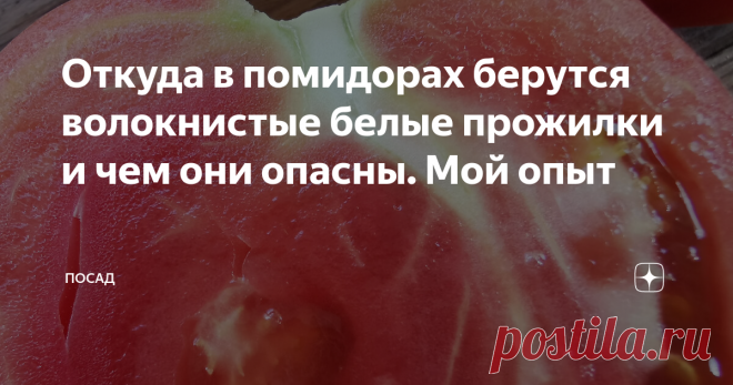 Откуда в помидорах берутся волокнистые белые прожилки и чем они опасны. Мой опыт Я обратила внимание на такой факт: у покупных помидоров часто возле плодоножки есть белые, жёсткие прожилки, похожие на проволоку. А в моих домашних помидорках они никогда не встречаются. Почти. Есть помидоры с жёсткой волокнистой сердцевиной неприятно. К тому же они, как правило, бывают безвкусными (исключение – узбекские и азербайджанские помидоры).  Когда вырезаешь сердцевинку у таких помид...