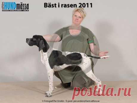POINTER Namn:  SILVERGRUVANS LADY RICCI    Ägare:  LEGNESKOG SUSANNE, SOLLEBRUNN  Uppfödare:  ÖSTMAN ULLA-BRITT, TIMMERSDALA