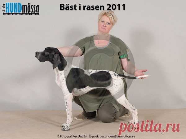 POINTER Namn:  SILVERGRUVANS LADY RICCI    Ägare:  LEGNESKOG SUSANNE, SOLLEBRUNN  Uppfödare:  ÖSTMAN ULLA-BRITT, TIMMERSDALA