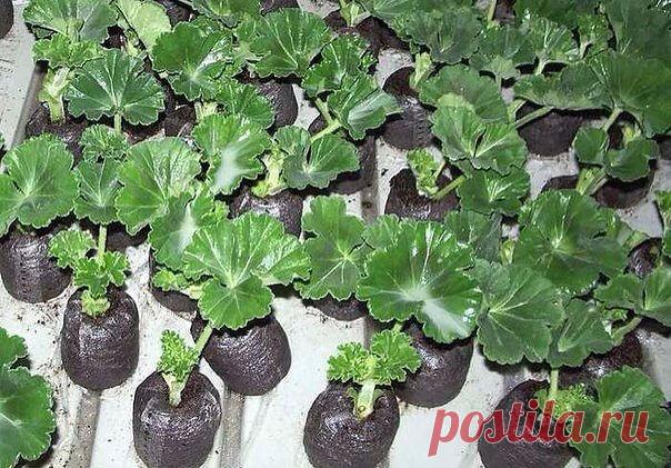 Укоренение черенков пеларгонии.