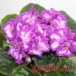 Уход за сенполиями - МирТесен