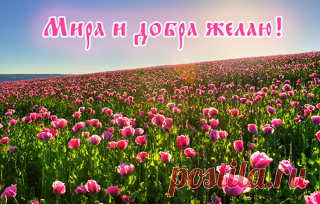 Архив открыток отправленных 15 Августа 2014 года. Добавили: Илюза , Елена , Александра , Людмила Крымская, Nina Konisidi, Ninel Svetlaj, Людмила Артамонова, Ро Мио