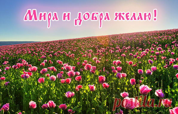 Архив открыток отправленных 15 Августа 2014 года. Добавили: Илюза , Елена , Александра , Людмила Крымская, Nina Konisidi, Ninel Svetlaj, Людмила Артамонова, Ро Мио