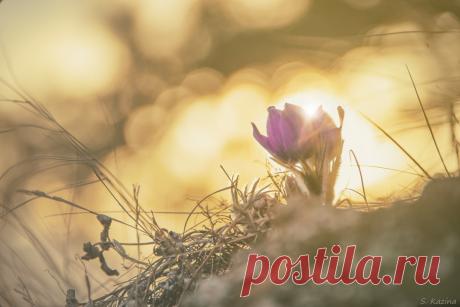 После любого дождя появляется солнце... И цветы... Если конечно это весна... А это весна :-)

...а ещё сегодня - праздник чистоты и ясности... правда китайский... но когда русским это мешало?...

-------------------------------------
Фото от 4 апреля 2016.

#весна #цветы #апрель #Ветка #Горный_Алтай #красота #Светлана_Казина #nikon #nikon_d800 #солнце #утро #сонтрава #первоцвет #подснежник