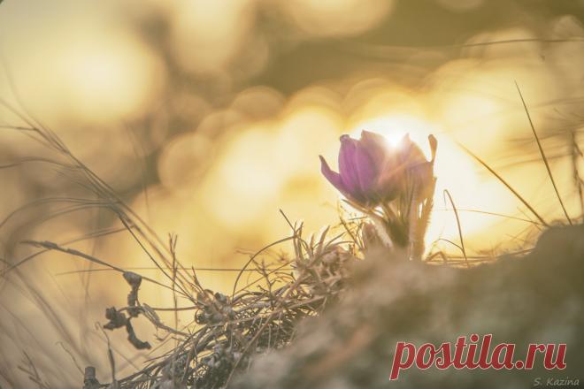 После любого дождя появляется солнце... И цветы... Если конечно это весна... А это весна :-)

...а ещё сегодня - праздник чистоты и ясности... правда китайский... но когда русским это мешало?...

-------------------------------------
Фото от 4 апреля 2016.

#весна #цветы #апрель #Ветка #Горный_Алтай #красота #Светлана_Казина #nikon #nikon_d800 #солнце #утро #сонтрава #первоцвет #подснежник