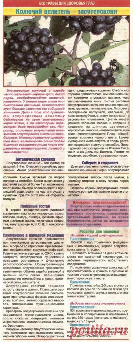 Колючий целитель - элеутерококк