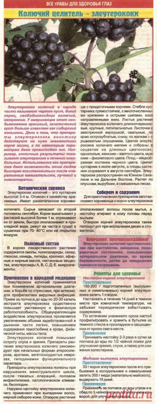 Колючий целитель - элеутерококк