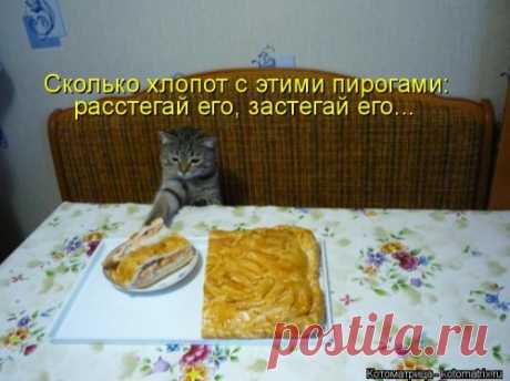 Новая котоматрица (22 фото)