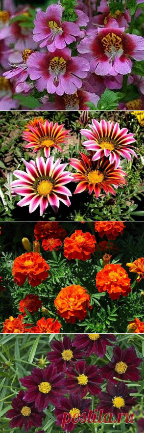 (16) Одноклассники