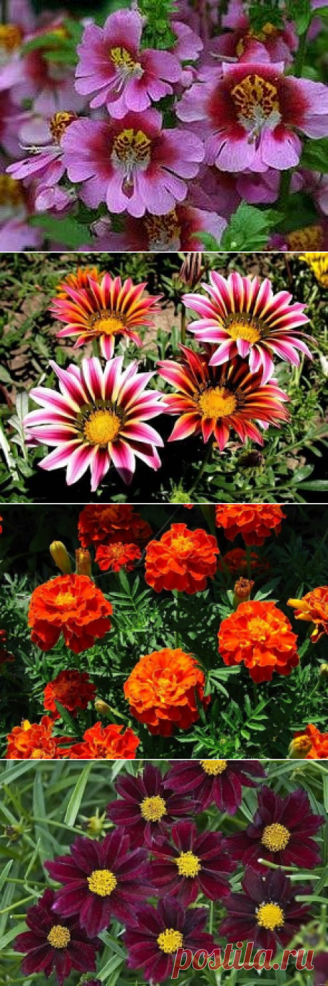 (16) Одноклассники