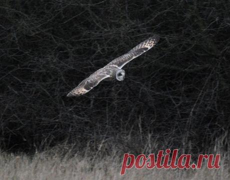 Short Eared Owl | Flickr - Photo Sharing!