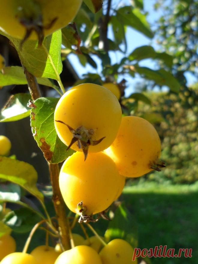 Золотые Ранетки - сорт - Malus Golden Hornet