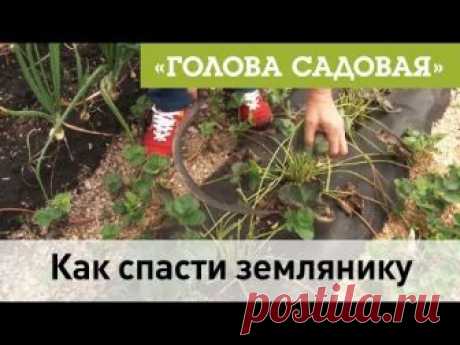 Голова садовая - Как спасти землянику