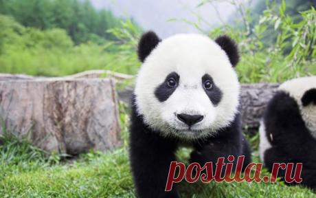 Потрясающие фото детенышей панды, которые поднимут вам настроение