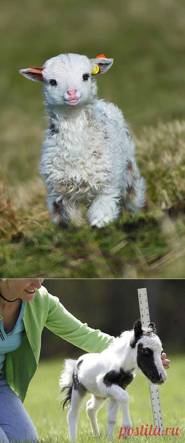 Детёнки - зверёнки / Питомцы