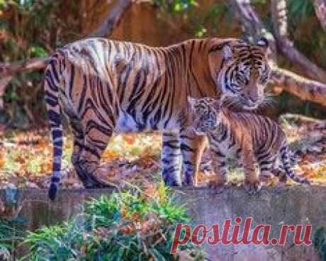 Львица защищает своего львенка / Surfingbird - проводи время с пользой для себя!