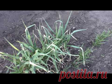 Как я выращиваю лук репку https://youtu.be/s_9VXAdLRnY