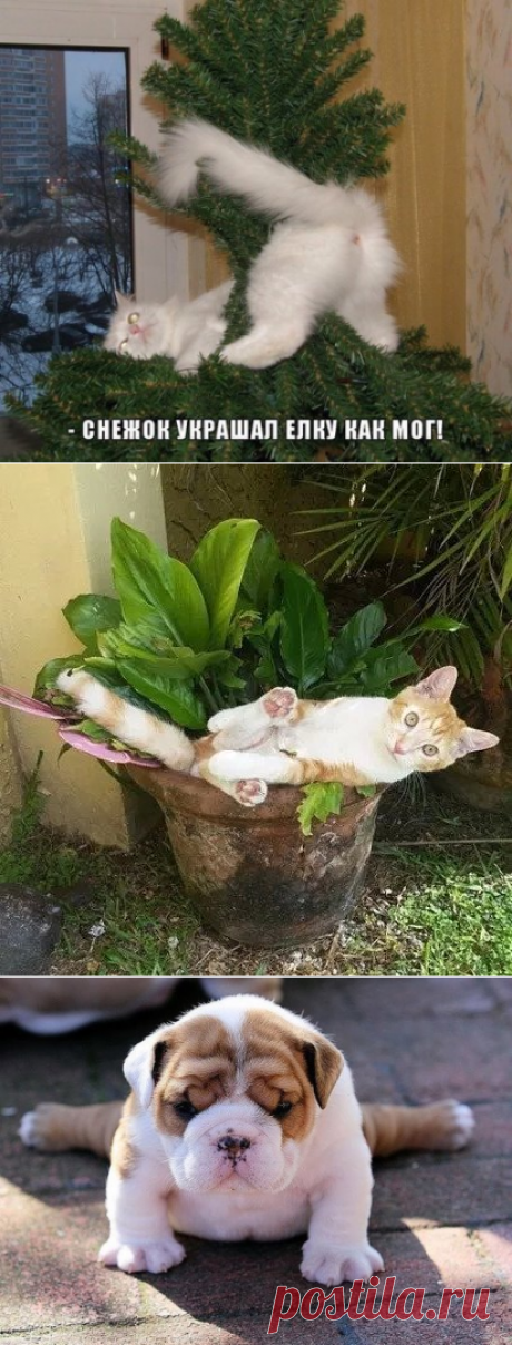 Одноклассники