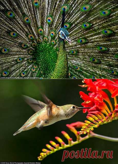 20 удивительных работ, представленных на фотоконкурс Sony World Photography Awards 2016