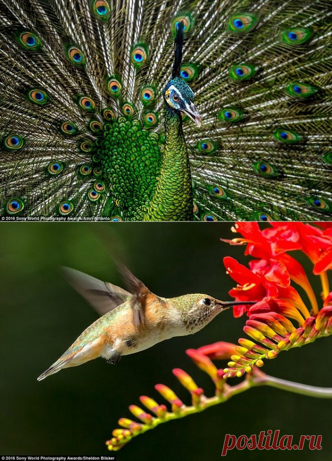 20 удивительных работ, представленных на фотоконкурс Sony World Photography Awards 2016