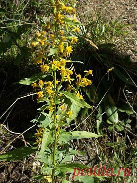 Золотарник обыкновенный — Википедия