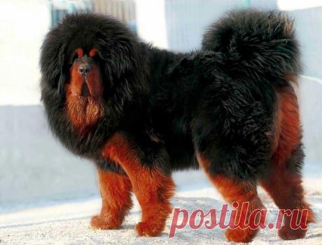 Порода собак тибетский мастиф ( 100 картинок )