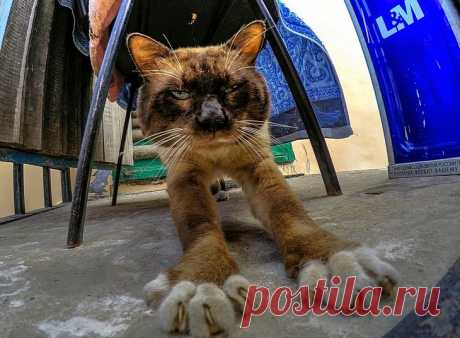 Pashka25RUS :: доброе утро :: Домашние животные :: Галерея :: Клуб Foto.ru