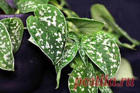 Виды и сорта сциндапсуса для выращивания дома