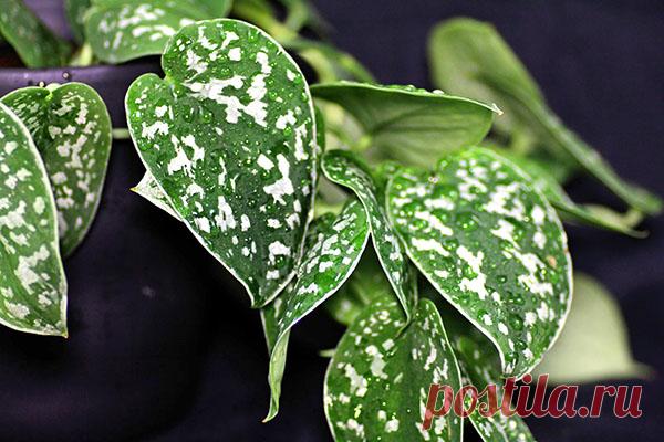 Виды и сорта сциндапсуса для выращивания дома