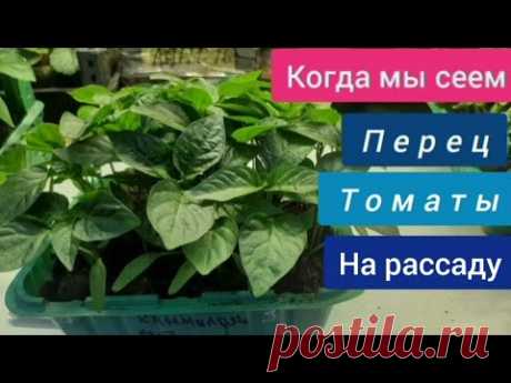 КОГДА СЕЯТЬ ПЕРЕЦ И ТОМАТЫ НА РАССАДУ 100% будет крепкая рассада