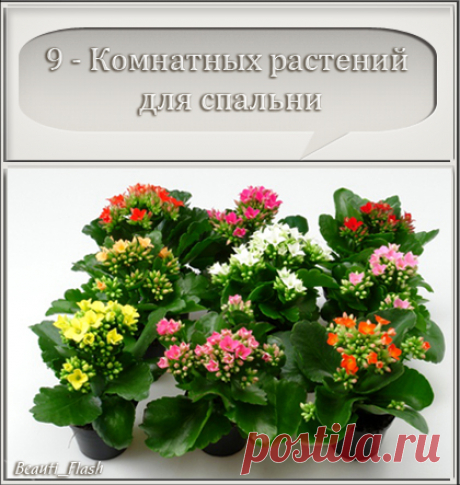 9 Комнатных растений, которые подходят для спасльни.