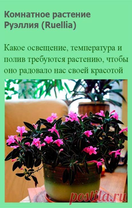 Комнатное растение Руэллия (Ruellia). Растения названы в честь французского врача и ботаника Ж. де ла Руэлля (1474-1537). Руэллии - травянистые многолетние растения с темно-зелеными бархатистыми листьями, на поверхности которых отчетливо заметны серебристые жилки. Цветки крупные, воронковидные, розовые или фиолетовые. Руэллия с ее поникающими побегами красиво смотрится в подвесной корзинке.
