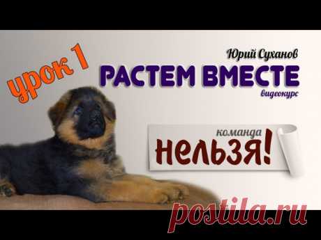 Немецкая овчарка - собака моей мечты